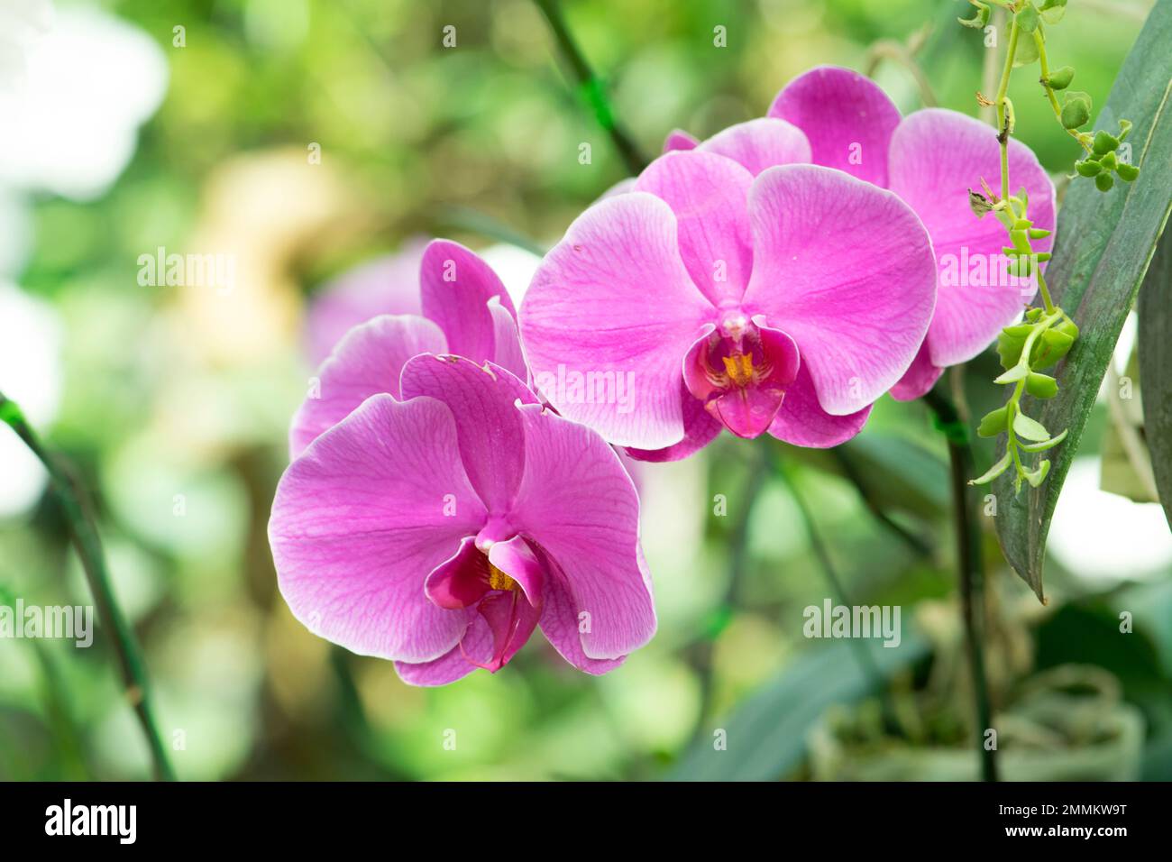 Beautiful pink orchids hi-res stock photography and images - Alamy