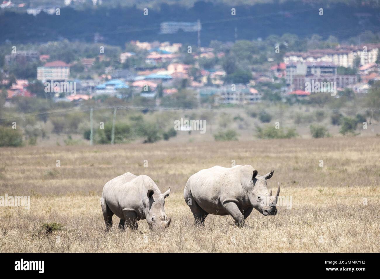 White rhinos grazing in Africa Stock Photo - Alamy