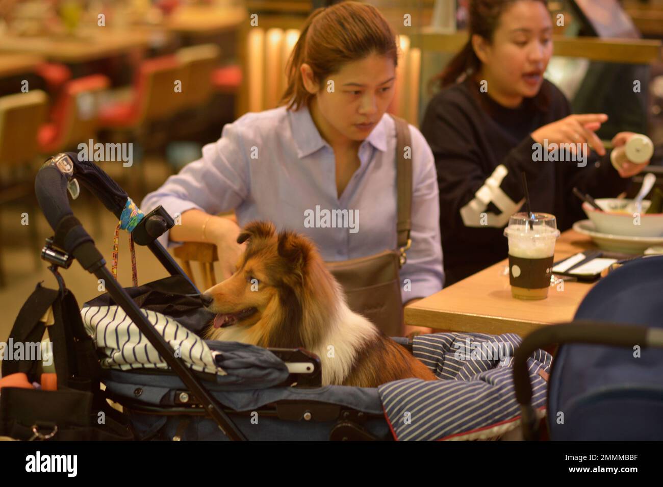 Dogs Central Festival Mall Bangkok Thailand Stock Photo Alamy