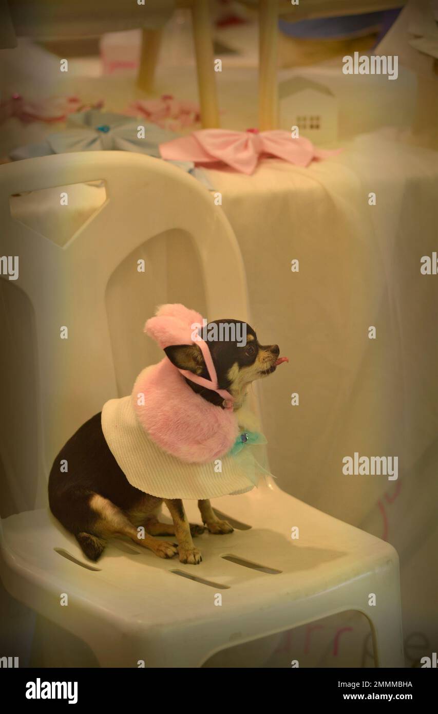 Dogs Central Festival Mall Bangkok Thailand Stock Photo Alamy