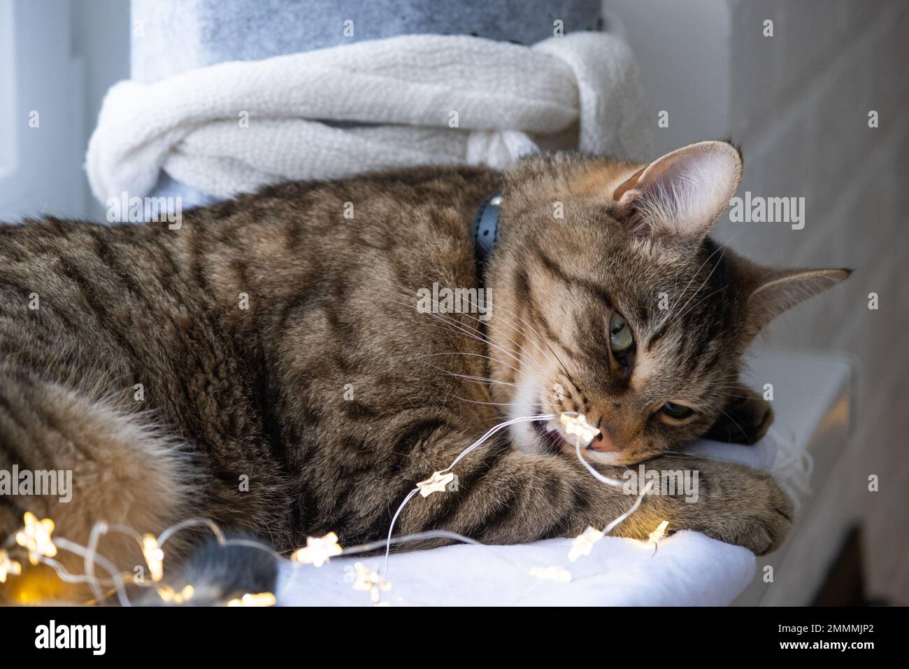 The cat is gnawing the wires of the LED garland. Hooliganism of a pet, sabotage, damage to the decor. Danger to the animal, electric shock. Christmas, Stock Photo