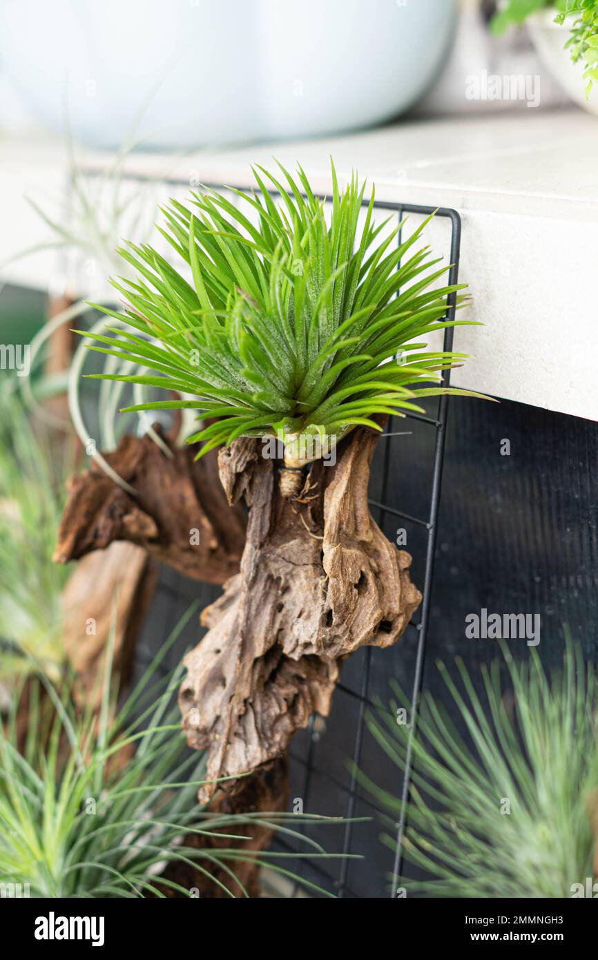 air plant decorated on woods Stock Photo