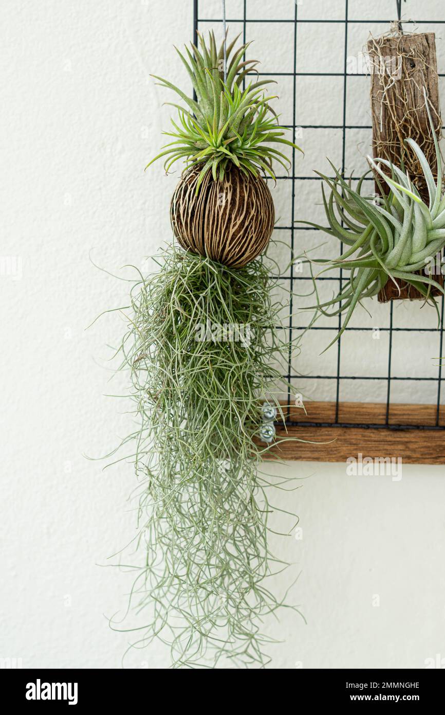 Indoor plant terrarium display hi-res stock photography and images - Alamy