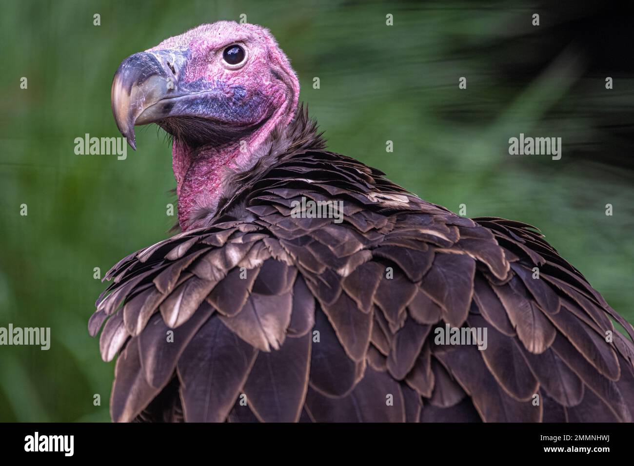 Lappet-faced vulture (Torgos tracheliotos) at Zoo Atlanta in Atlanta, Georgia. (USA) Stock Photo