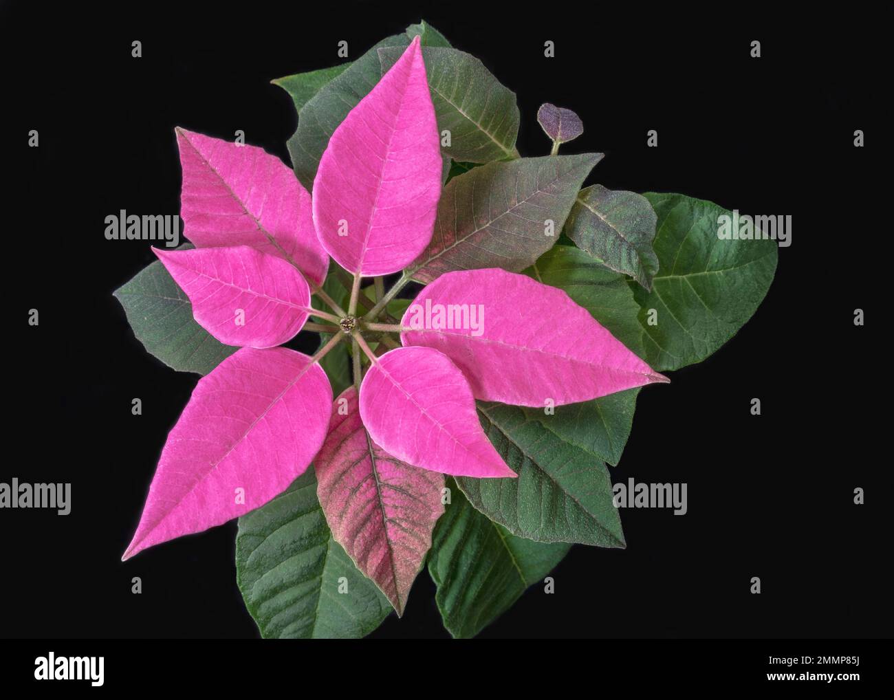 isolated dazzling pink poinsettia bracts with tiny flower above green leaves on a black background Stock Photo