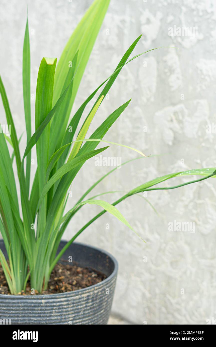 green grass with concrete background Stock Photo - Alamy