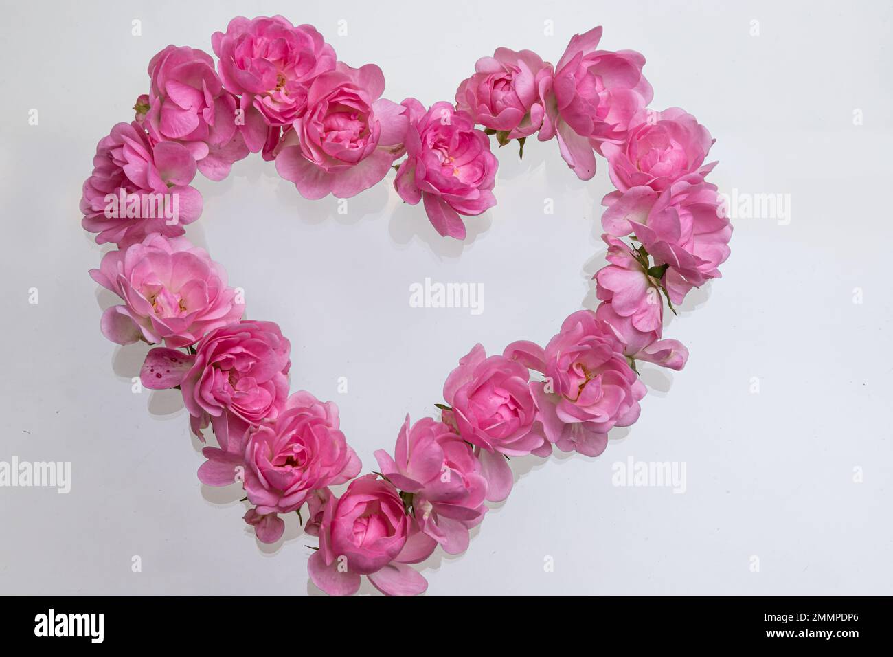 Pink roses Heart shape.on white background.Rose is a flower symbol