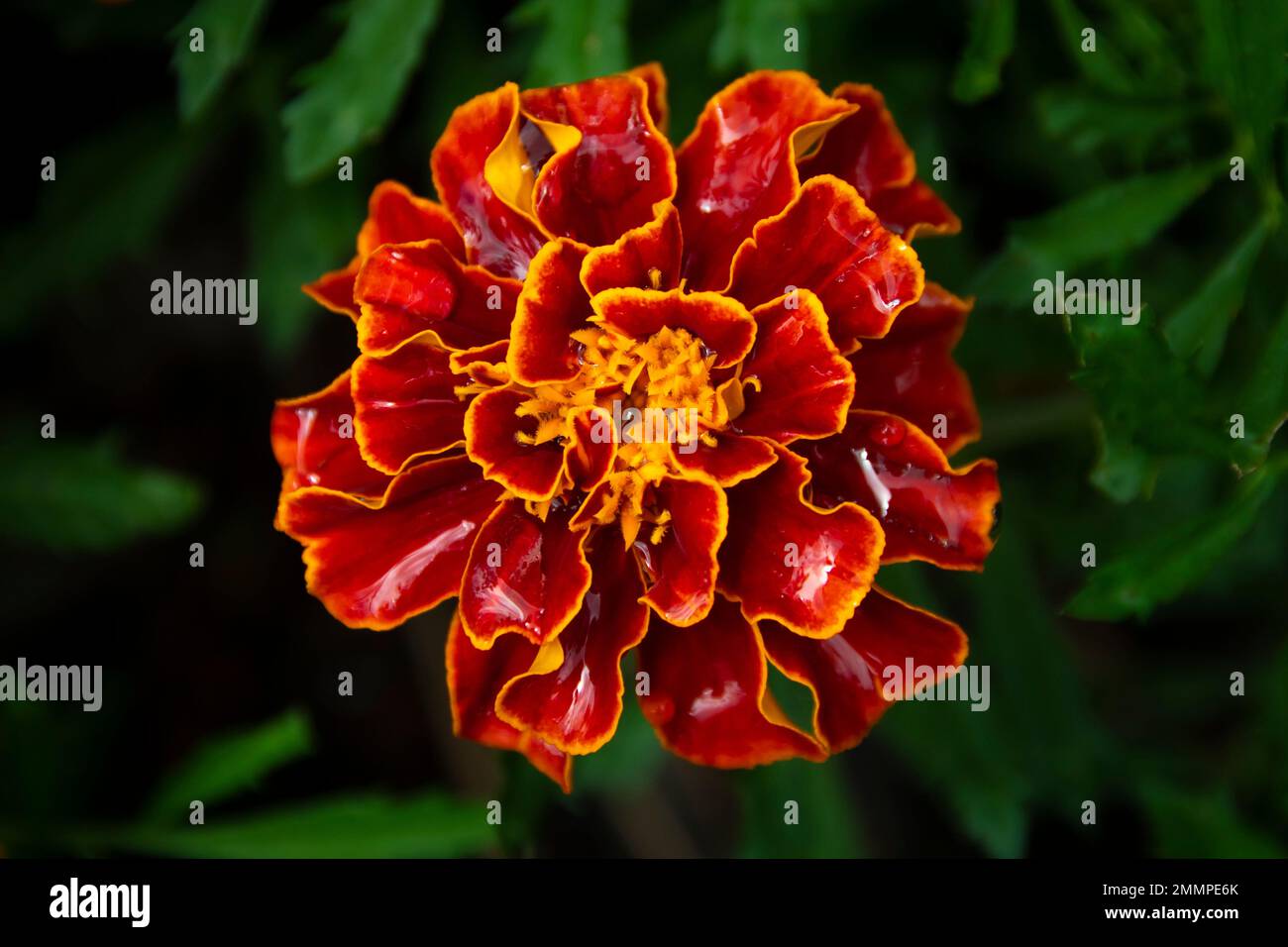 Flower, Botanical Gardens, Wellington, North Island, New Zealand Stock Photo