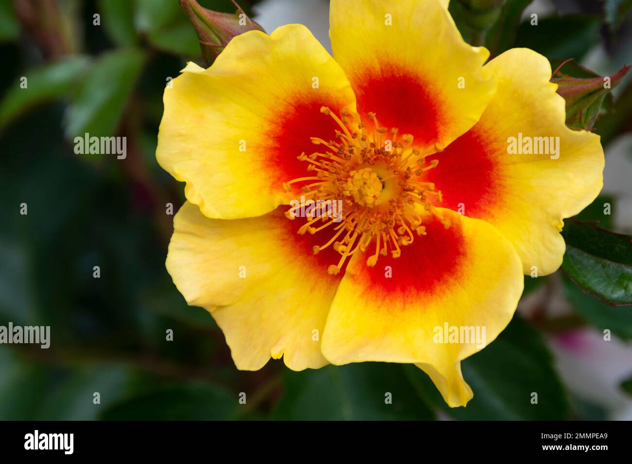 Flower, Botanical Gardens, Wellington, North Island, New Zealand Stock Photo