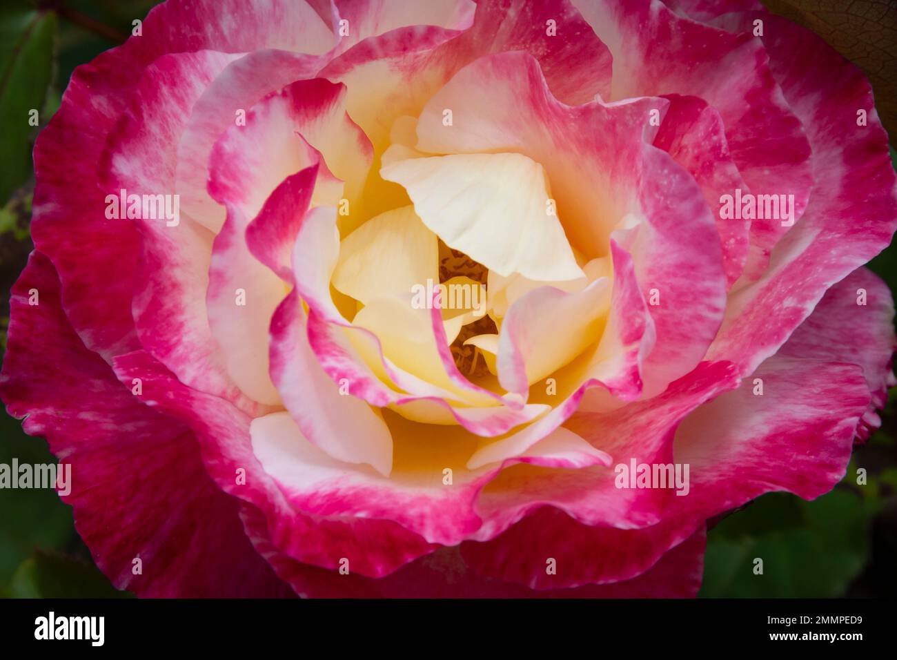 Rose flower, Botanical Gardens, Wellington, North Island, New Zealand Stock Photo