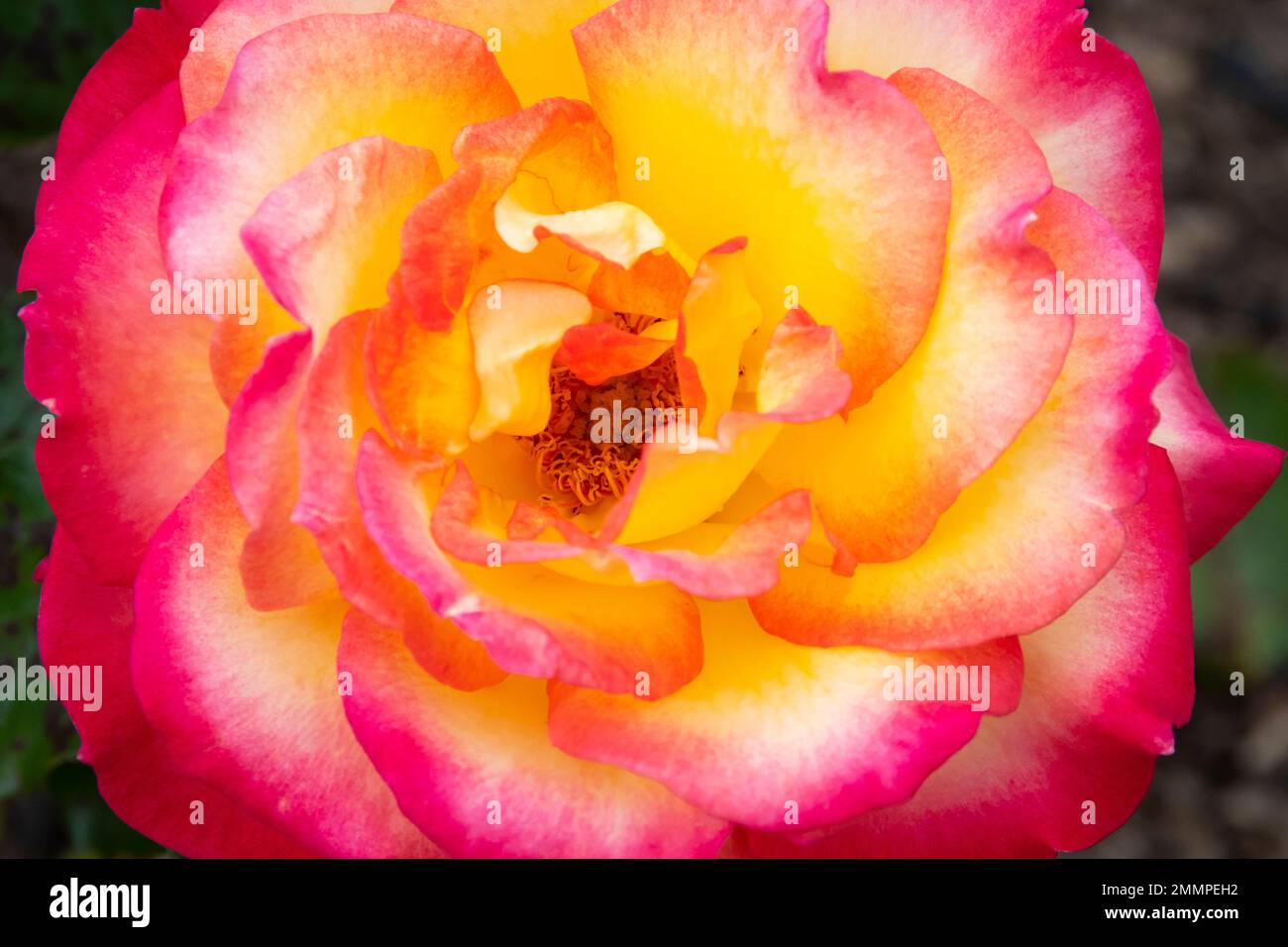 Rose flower, Botanical Gardens, Wellington, North Island, New Zealand