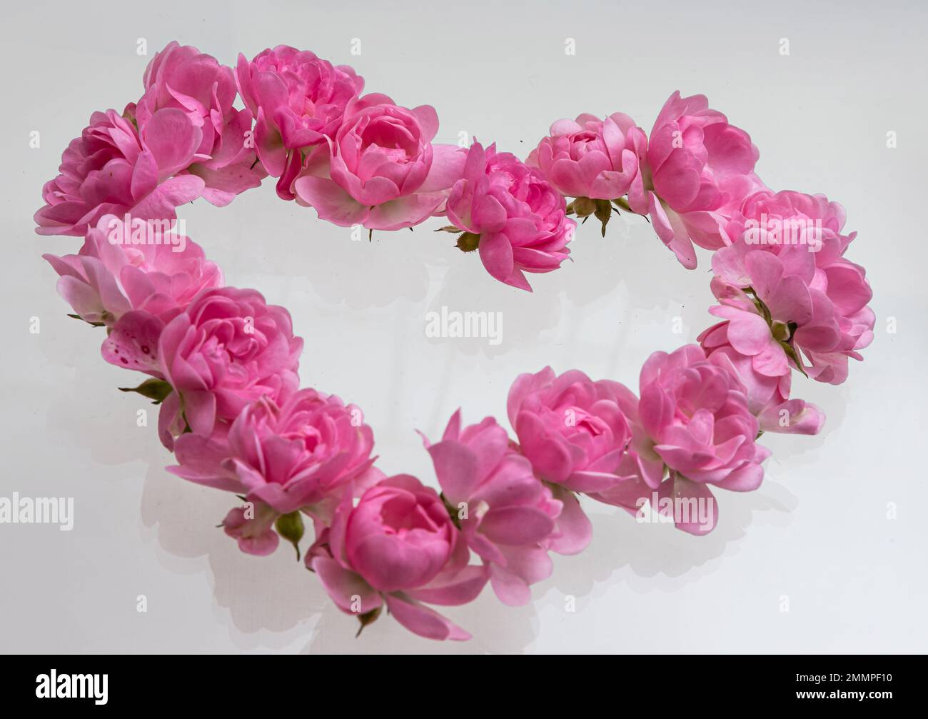 Pink roses Heart shape.on white background.Rose is a flower symbol represents love, romance in Valentines Day. Stock Photo