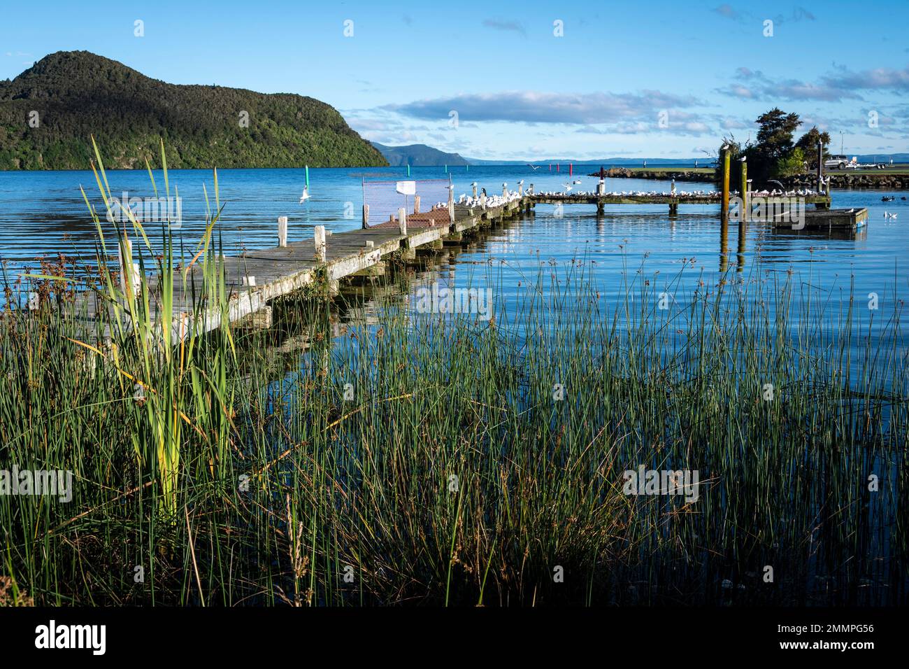 Old wharf at Motuoapu, Lake Taupo, North Island, New Zealand, now a nesting colony for Black Billed Gulls. Stock Photo