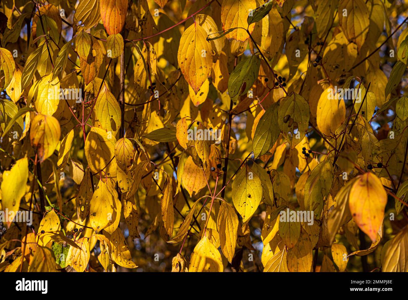 Background or texture of fallen autumn fall season foliage tree leaves. Stock Photo