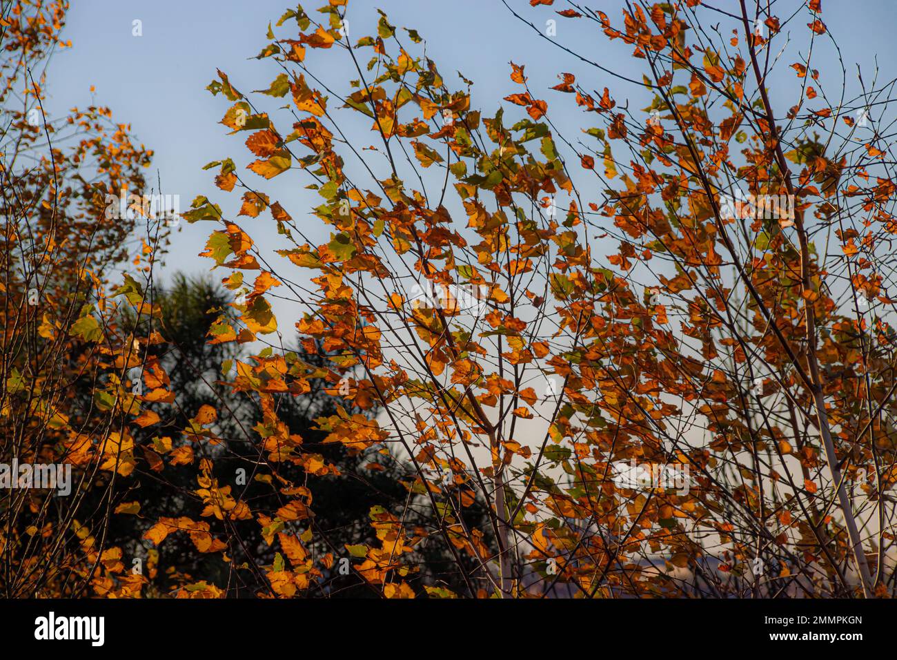 Birch crown with yellow leaves against the blue sky. Autumn tree ...