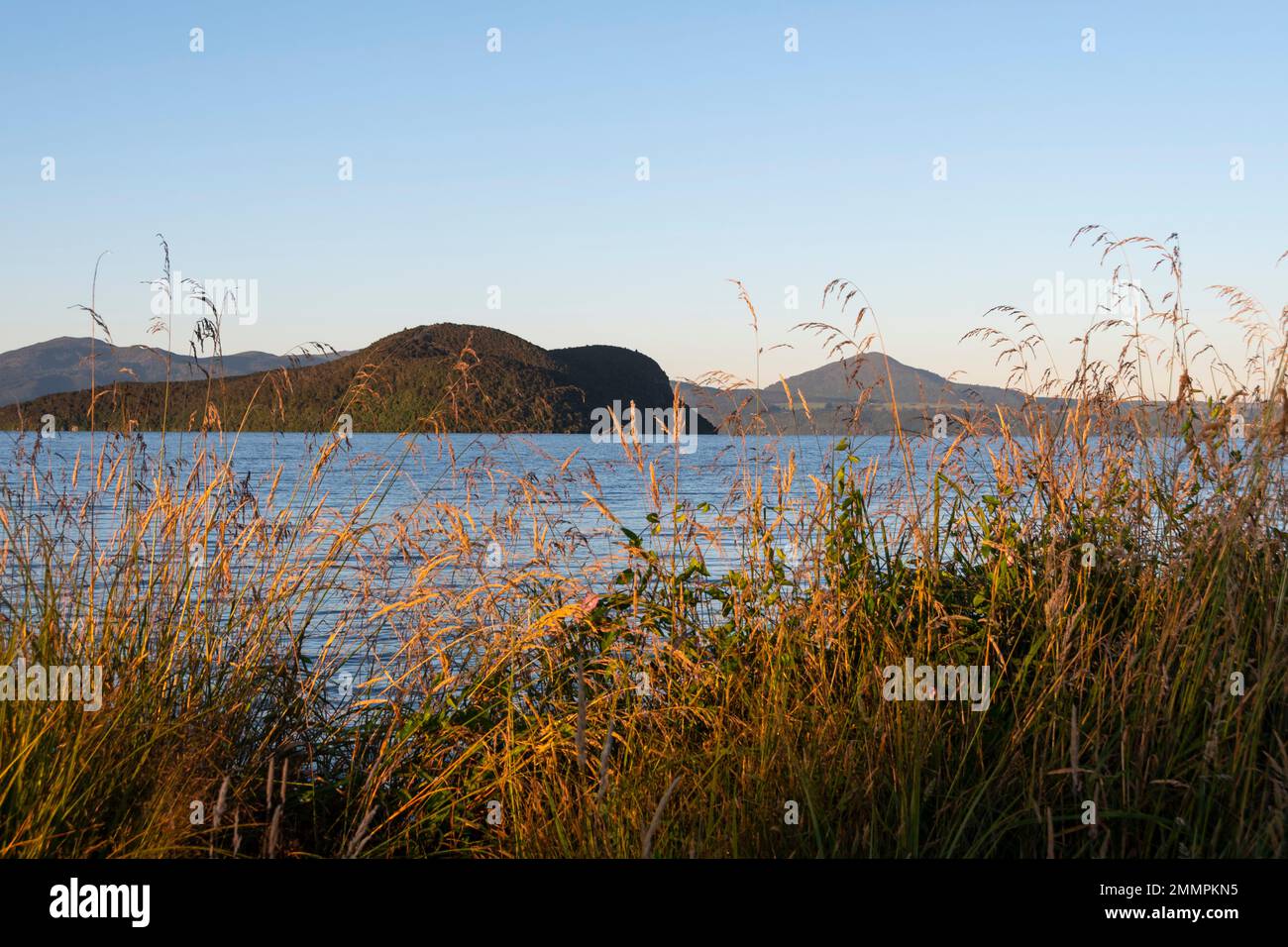 Long grass beside lake, hills and mountains in distance, Motuoapu, Lake Taupo, North Island, New Zealand Stock Photo