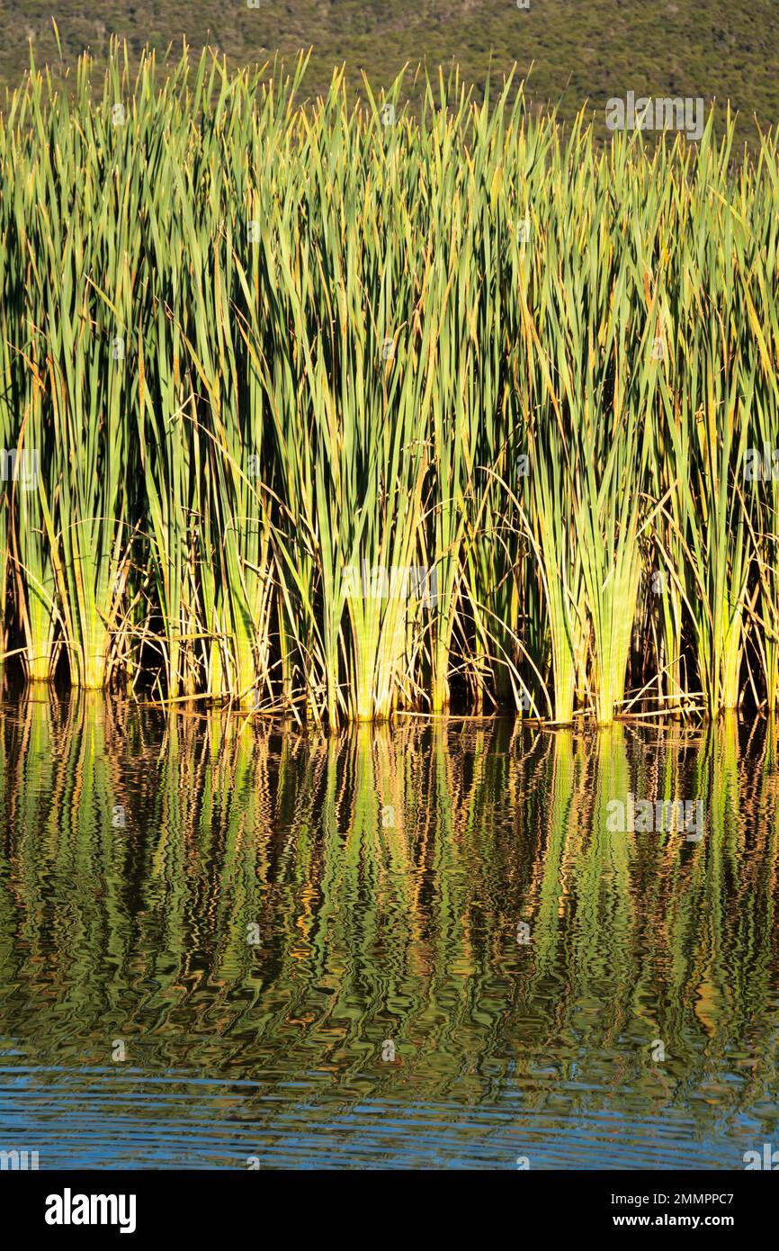 Reeds growing on the lake edge, Motuoapu, Lake Taupo, North Island, New Zealan Stock Photo