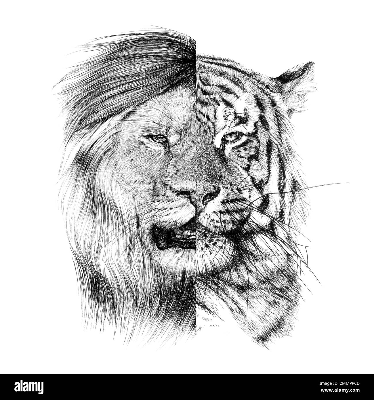 Set hand drawn lion tiger, sketch graphics monochrome illustration on white background (originals, no tracing) Stock Photo