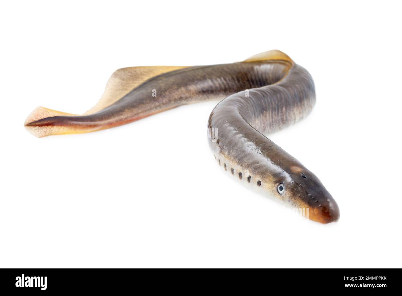 Live lamprey fish on a white background Stock Photo