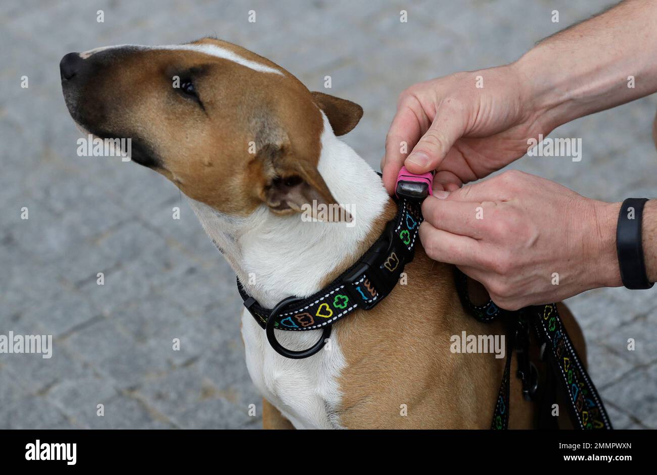 Czech entrepreneur Robert Hasek attaches a doggy fitness tracker to the collar of his pet bull terrier during a demonstration in Prague Czech Republic Friday Aug. 10 2018. The Actijoy fitness tracker