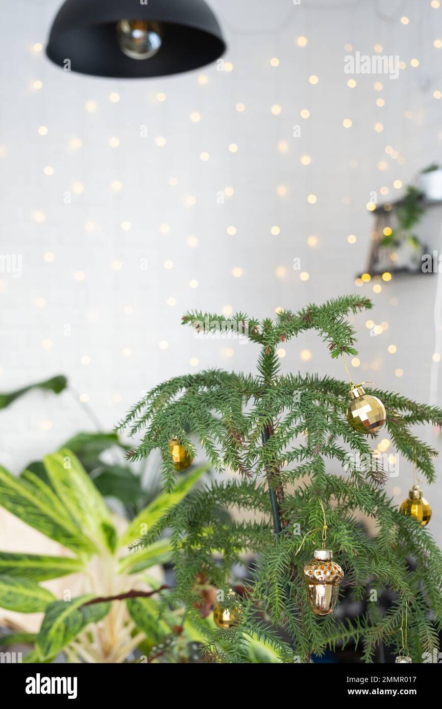 Araucaria house plant is a room spruce decorated with Christmas balls like a Christmas tree by the window. Green home interior decor Stock Photo