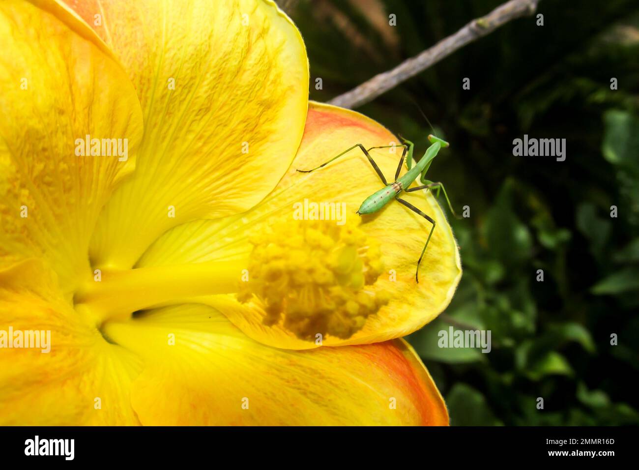 A small nymph of an African Praying Mantis on a yellow flower of an Hibiscus. Stock Photo