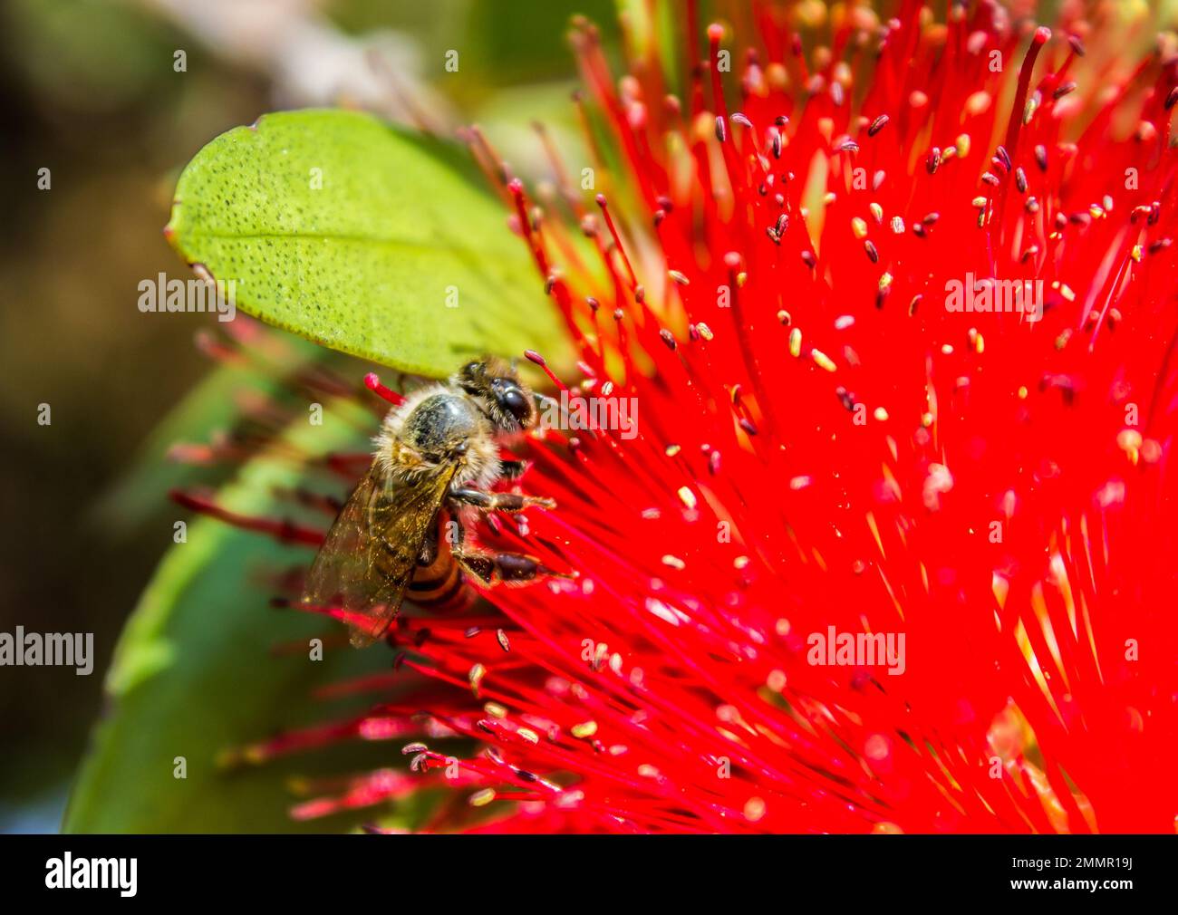 A honey bee, covered in pollen, while foraging on the the spikey scarlet flower of a Bottlebrush Stock Photo