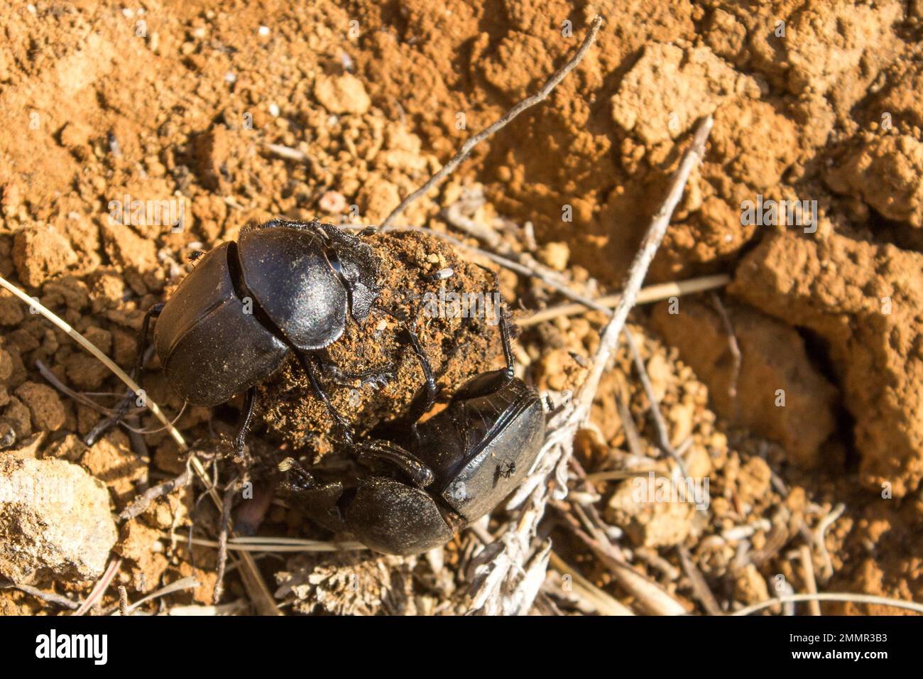 Two dung beetle’s fighting over a dung ball in the grasslands of the Drakensberg Mountains of South Africa Stock Photo