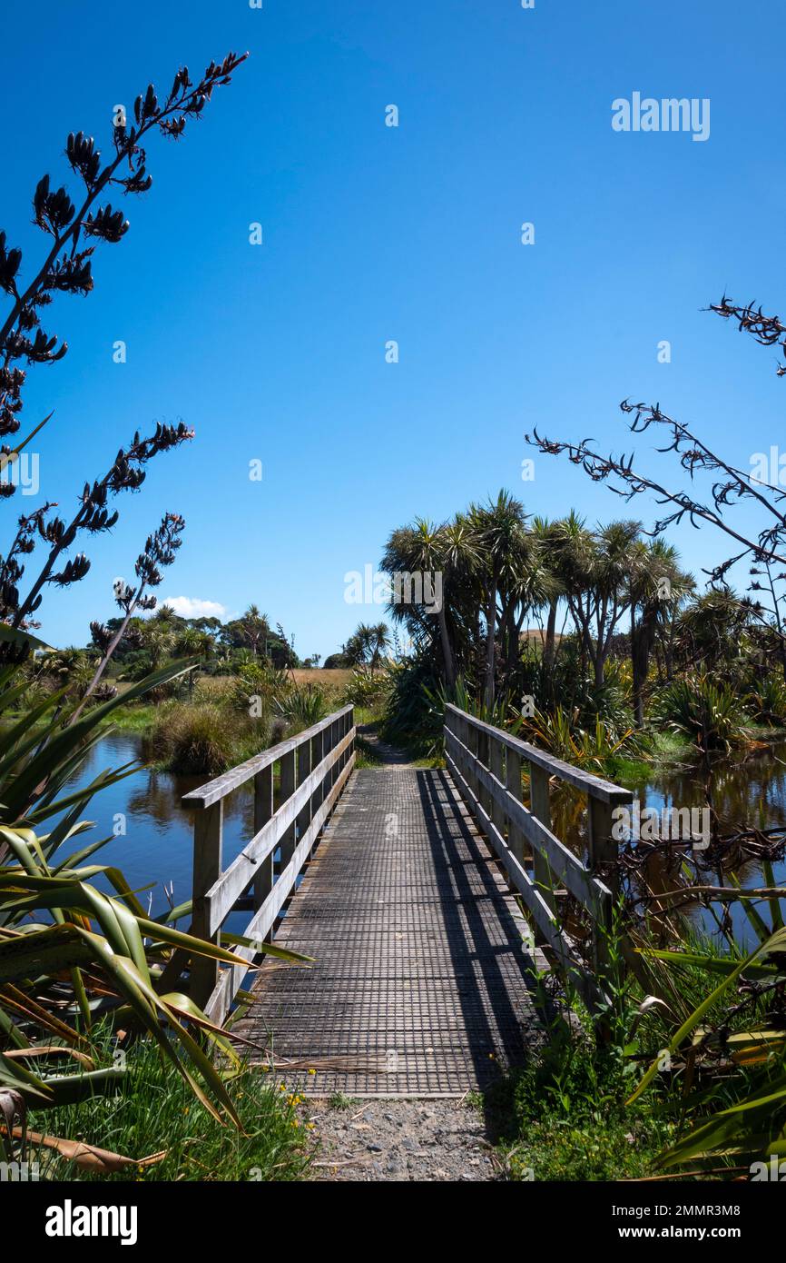 Wooden footbridge over wetland, Queen Elizabeth Park, Paekakariki, Kapiti District, North Island, New Zealand Stock Photo
