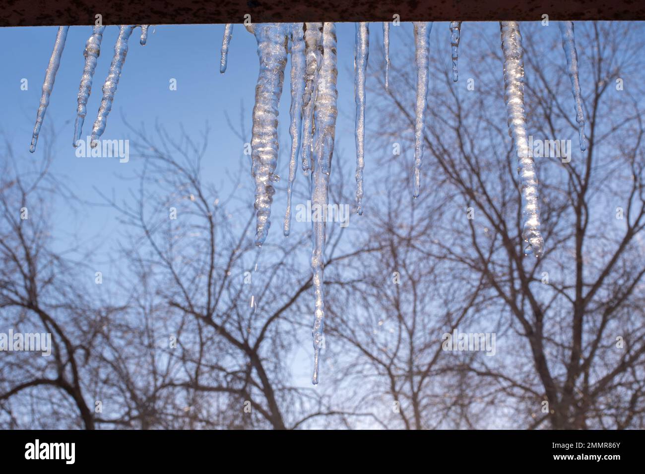 Transparent icicles hang from the roof against the blue sky and trees. Spring melting snow. Stock Photo