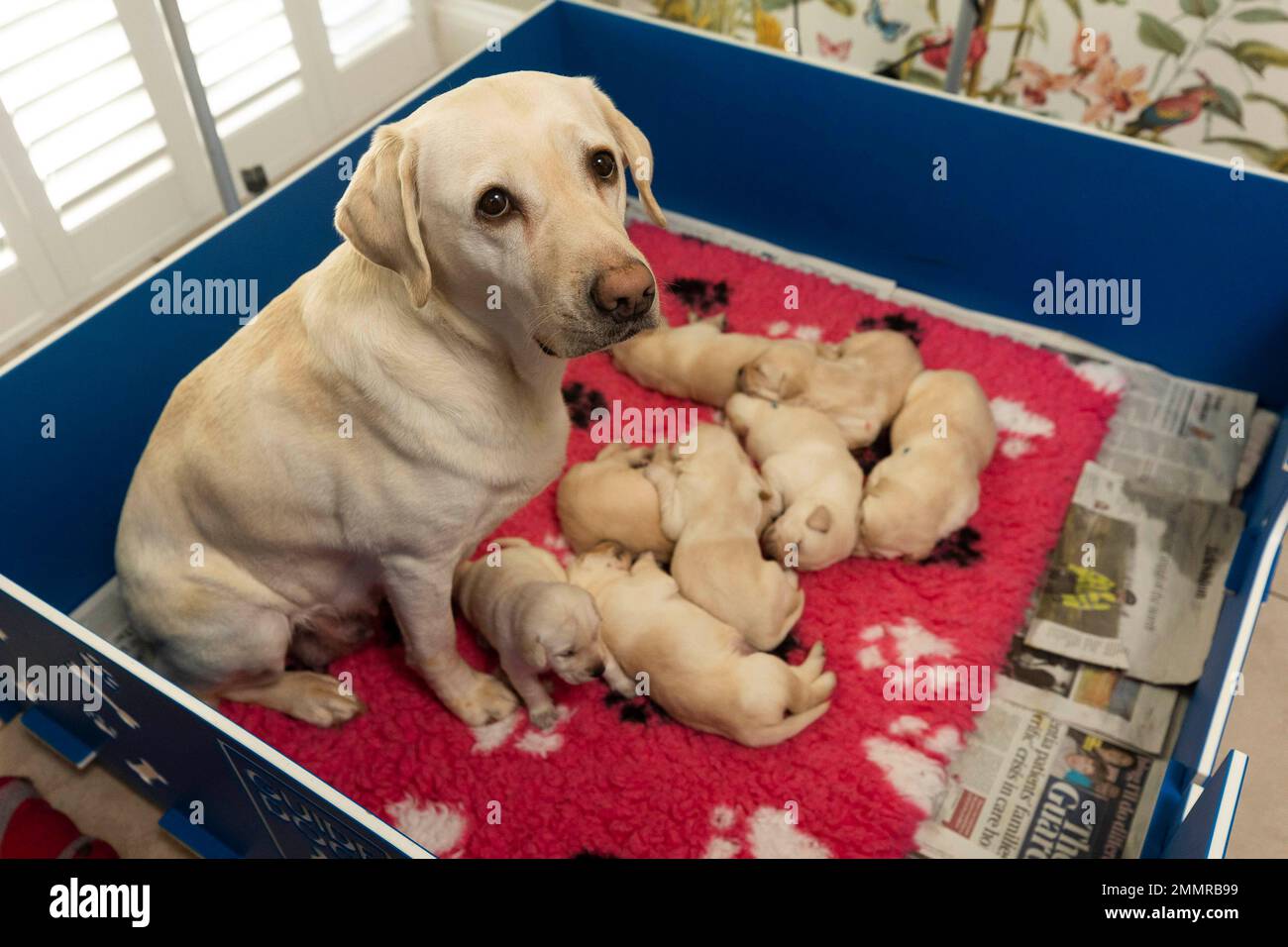 EDITORIAL USE ONLY Guide dog Sylvia with her litter of eight yellow