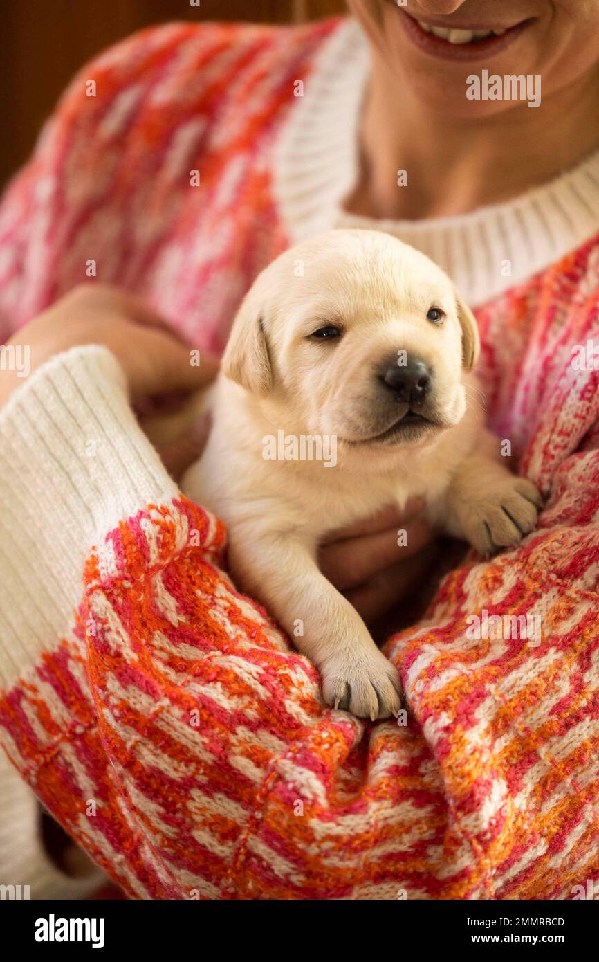 why do they only use labradors as guide dogs