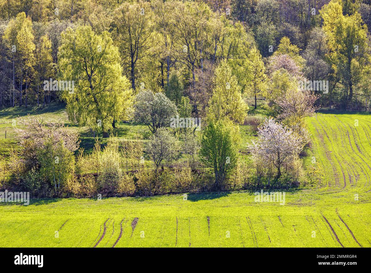Green sunny forest hi-res stock photography and images - Alamy