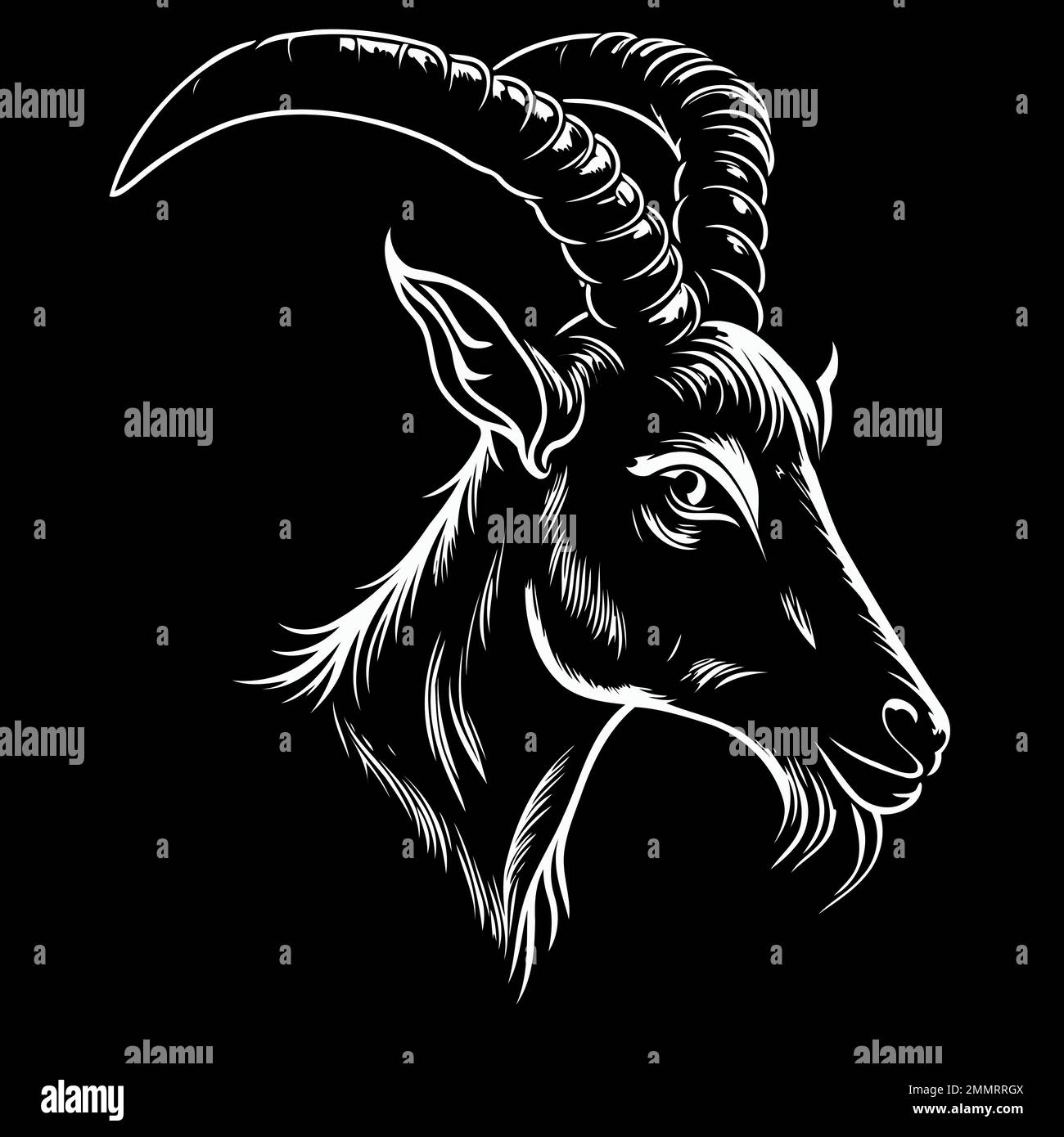 Vector illustration of animal head domestic goat of the species Capra ...