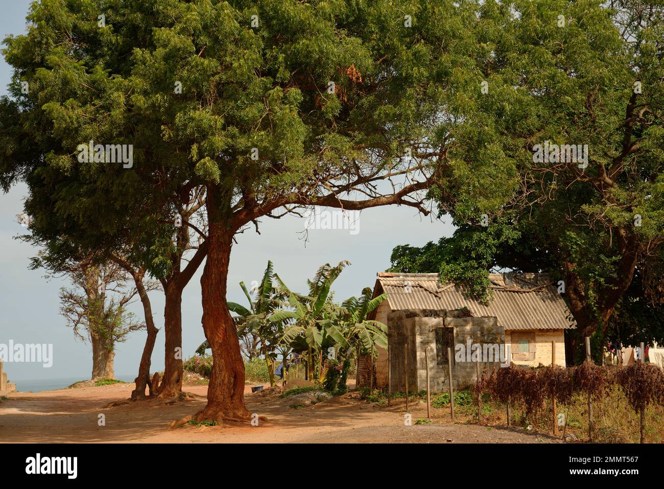Street scene in The Gambia, West Africa. A sub tropical warm and sunny winter sun destination for Northern Europeans. Banana trees and a small house. Stock Photo