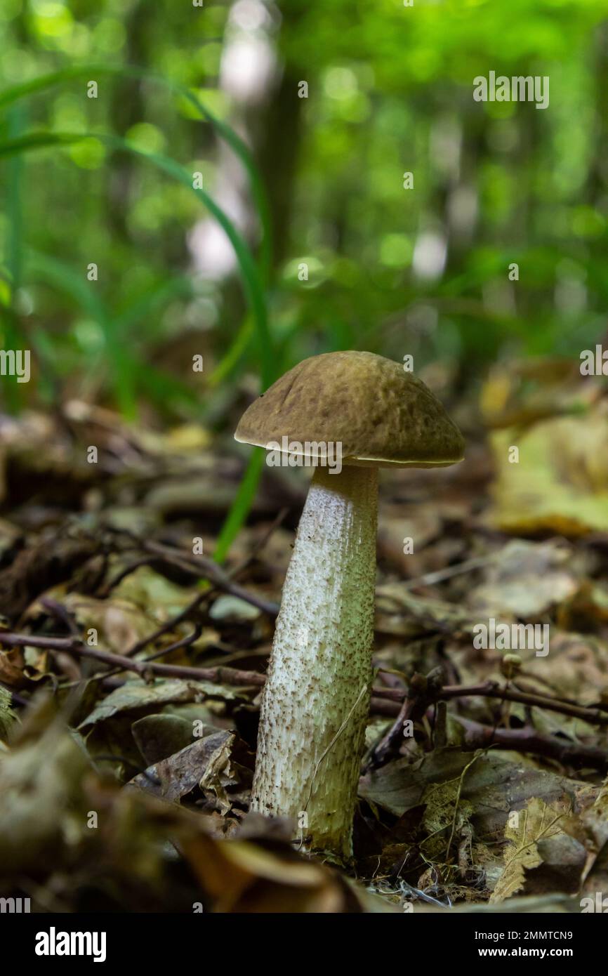 Leccinellum pseudoscabrum mushrooms in the summer. Mushrooms growing in the forest. Stock Photo
