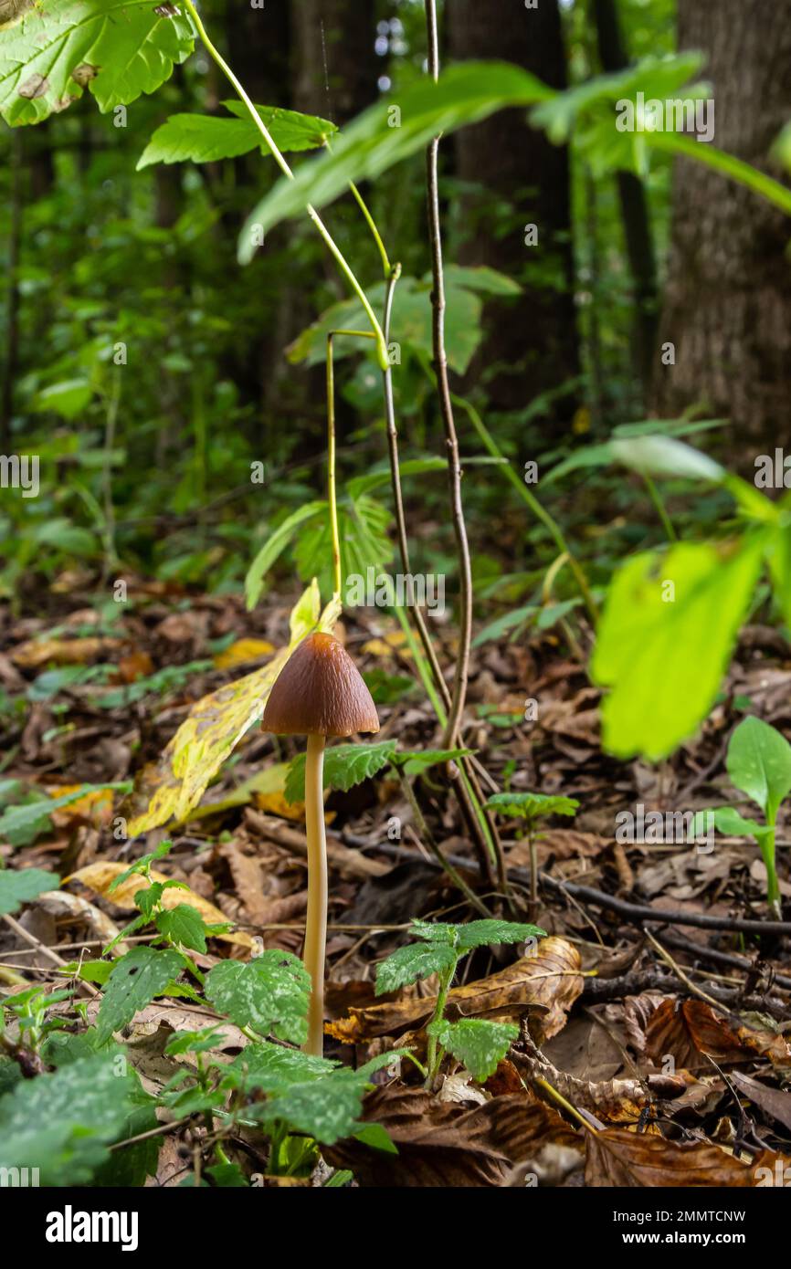 A vertical closeup of a small brown mushroom Conocybe siliginea . Stock Photo