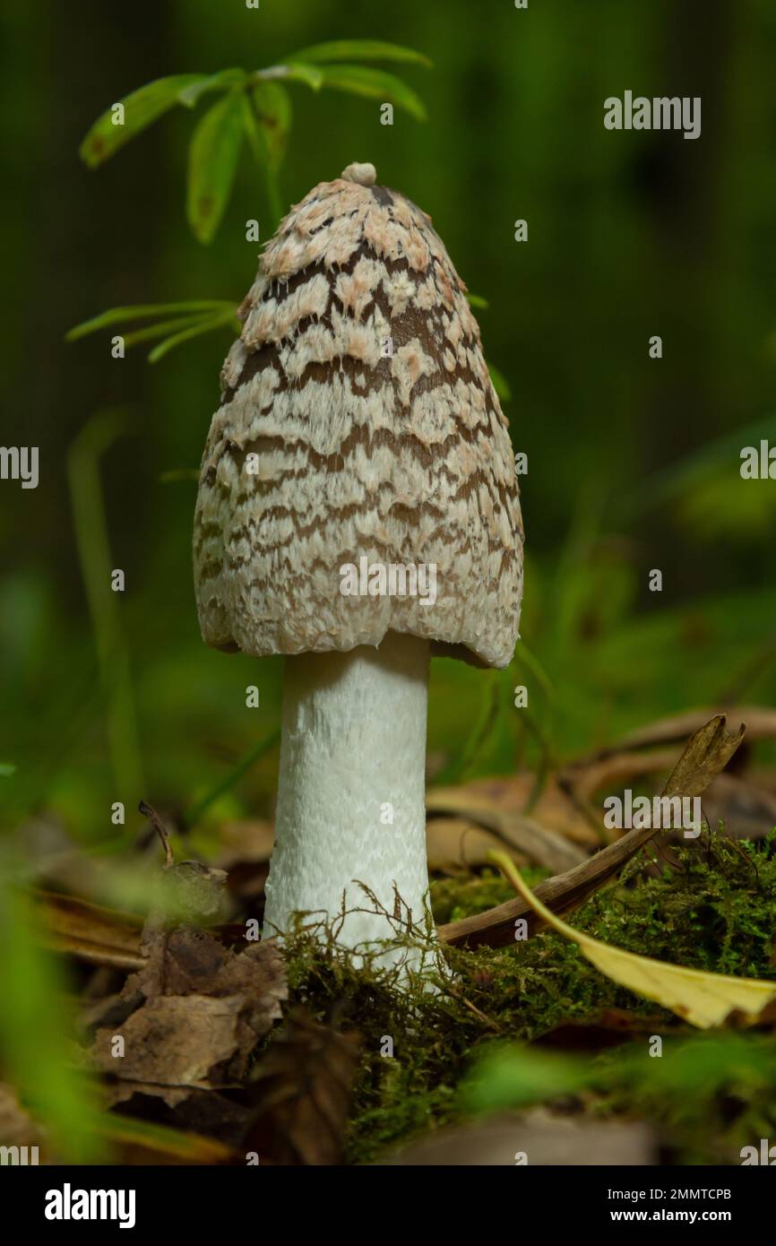 Coprinopsis picacea is a species of fungus in the family Psathyrellaceae. Stock Photo
