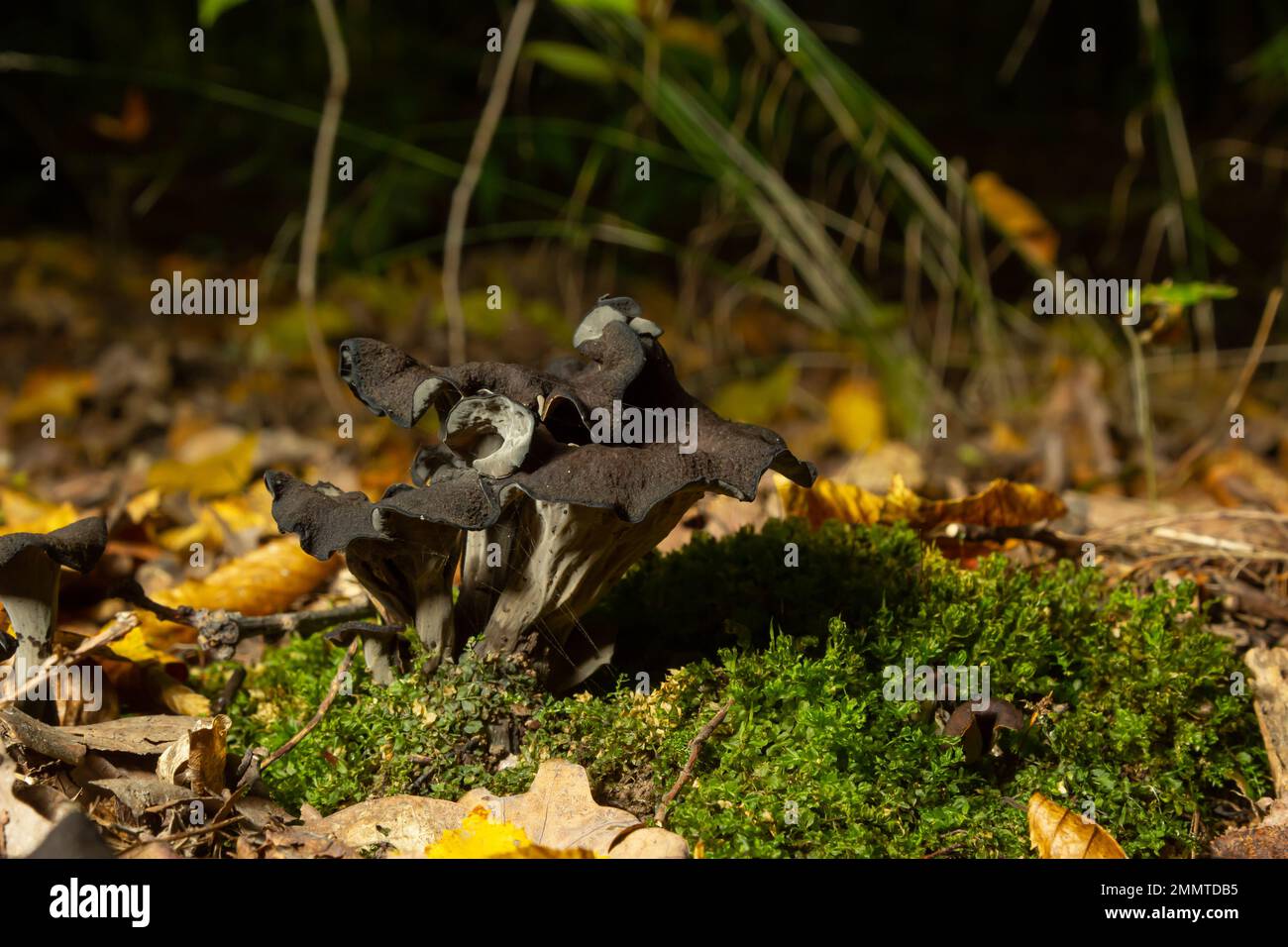 Black chanterelle mushrooms, fungi aka cepes, trumpets of the dead