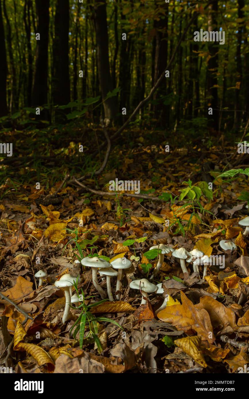 Ivory Woodwax Fungi - Hygrophorus eburneus Growing in Beech leaf litter. Stock Photo