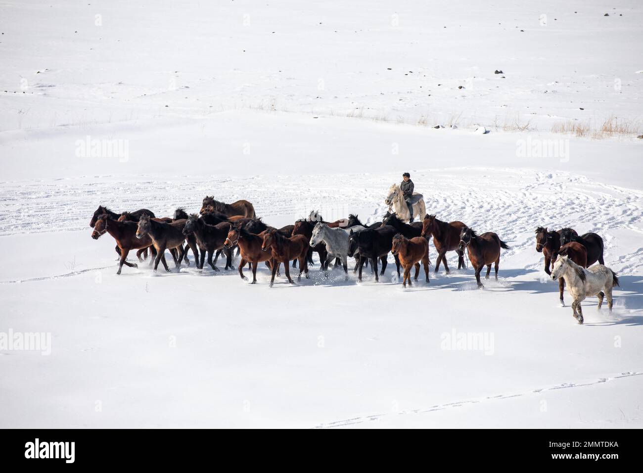 Wild horses are running and on the snow. Yilki horses are wild horses that are not owned in Kayseri, Turkey Stock Photo