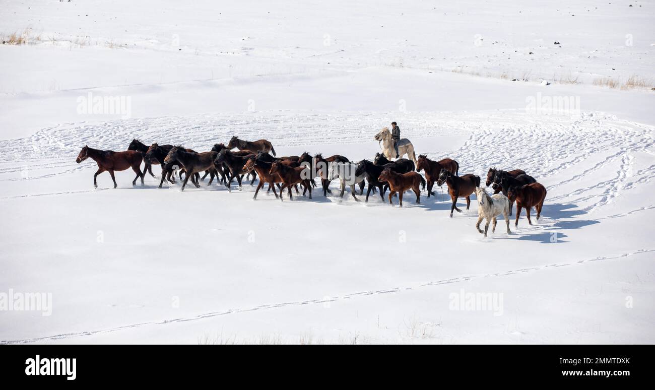 Wild horses are running and on the snow. Yilki horses are wild horses that are not owned in Kayseri, Turkey Stock Photo