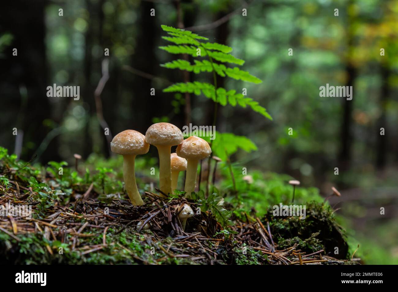 Armillaria mellea, commonly known as honey fungus, is a basidiomycete fungus in the genus Armillaria. Beautiful edible mushroom. Stock Photo