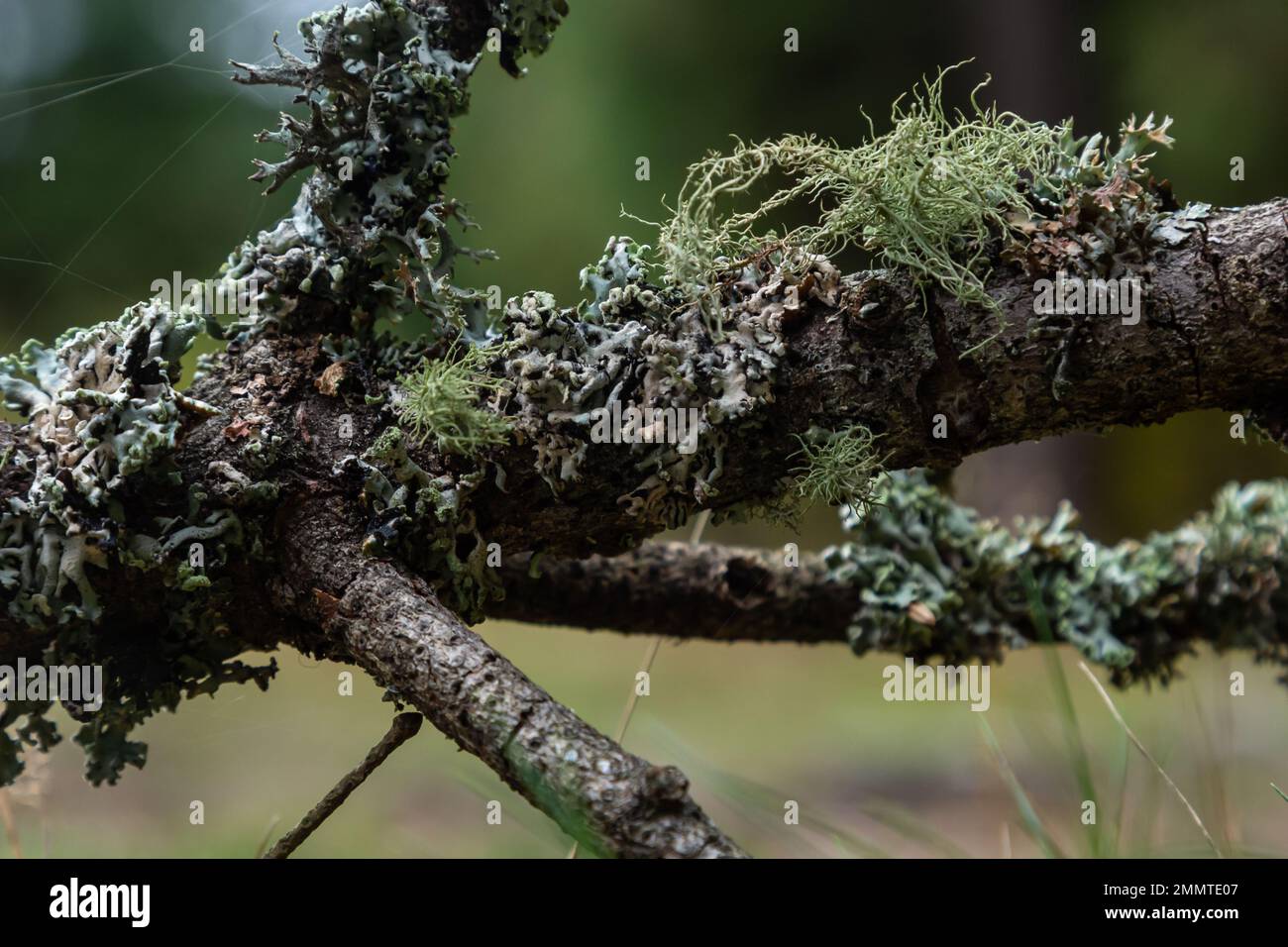 Usnea barbata ,old man's beard, or beard lichen growing naturally on turkey oak tree in Florida, natural antiobiotic Stock Photo