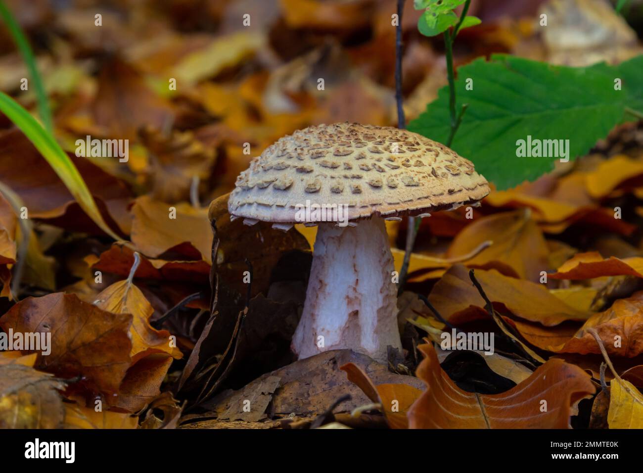 this mushroom is an amanita rubescens and it grows in the forest. Stock Photo