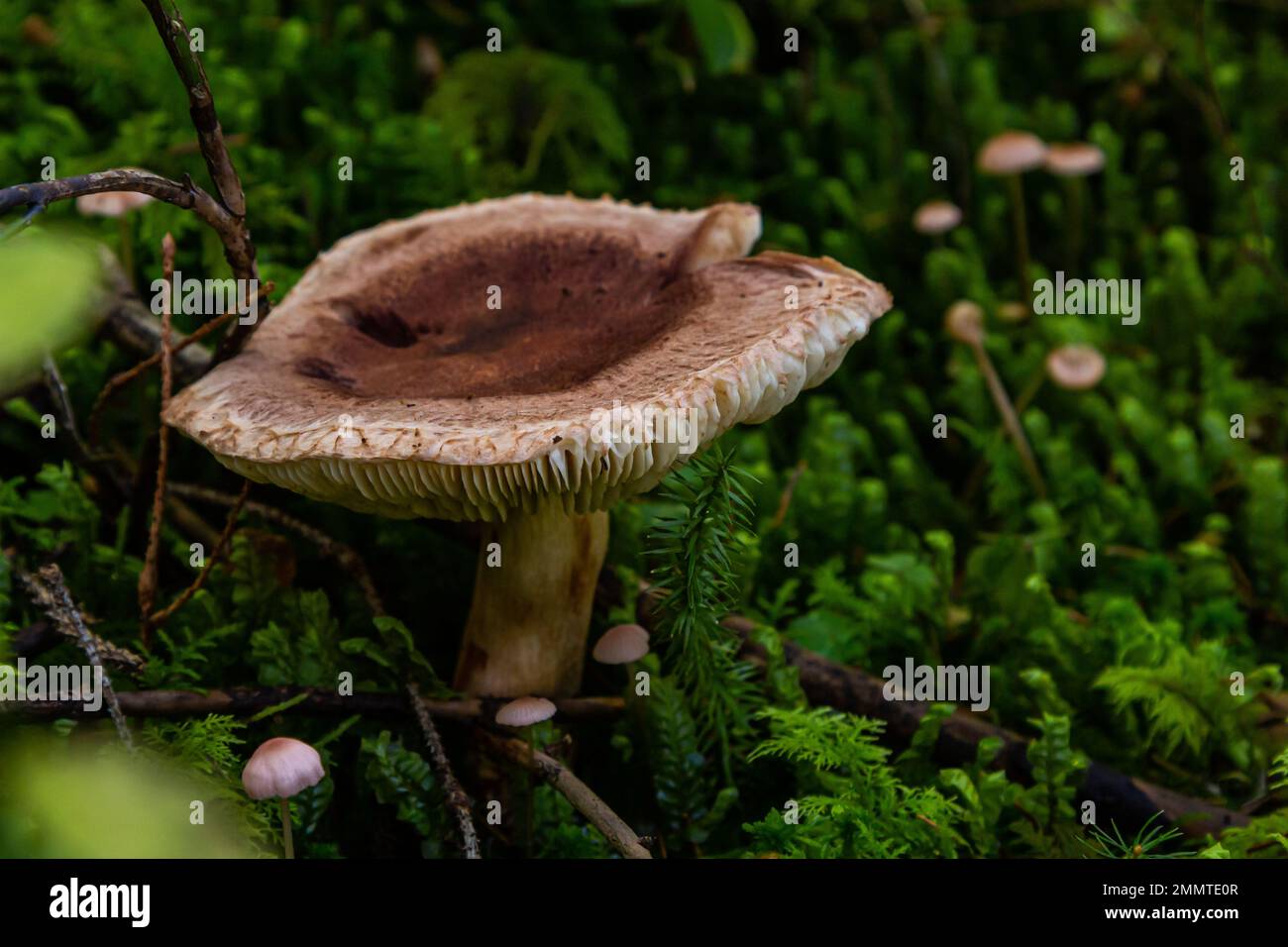 Tricholoma imbricatum, Matt knight mushroom in the autumn forest. Stock Photo