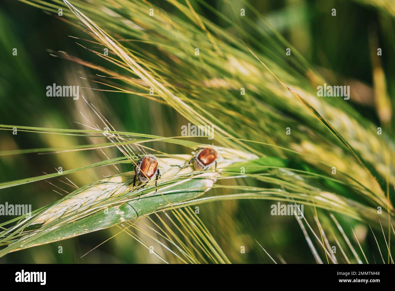 Insects Pest Of Agricultural Crops Grain Beetles On Wheat Ear On Background Of Wheat Field. Bread Beetle, Or Kuzka Anisoplia Austriaca Is Beetle Of Stock Photo