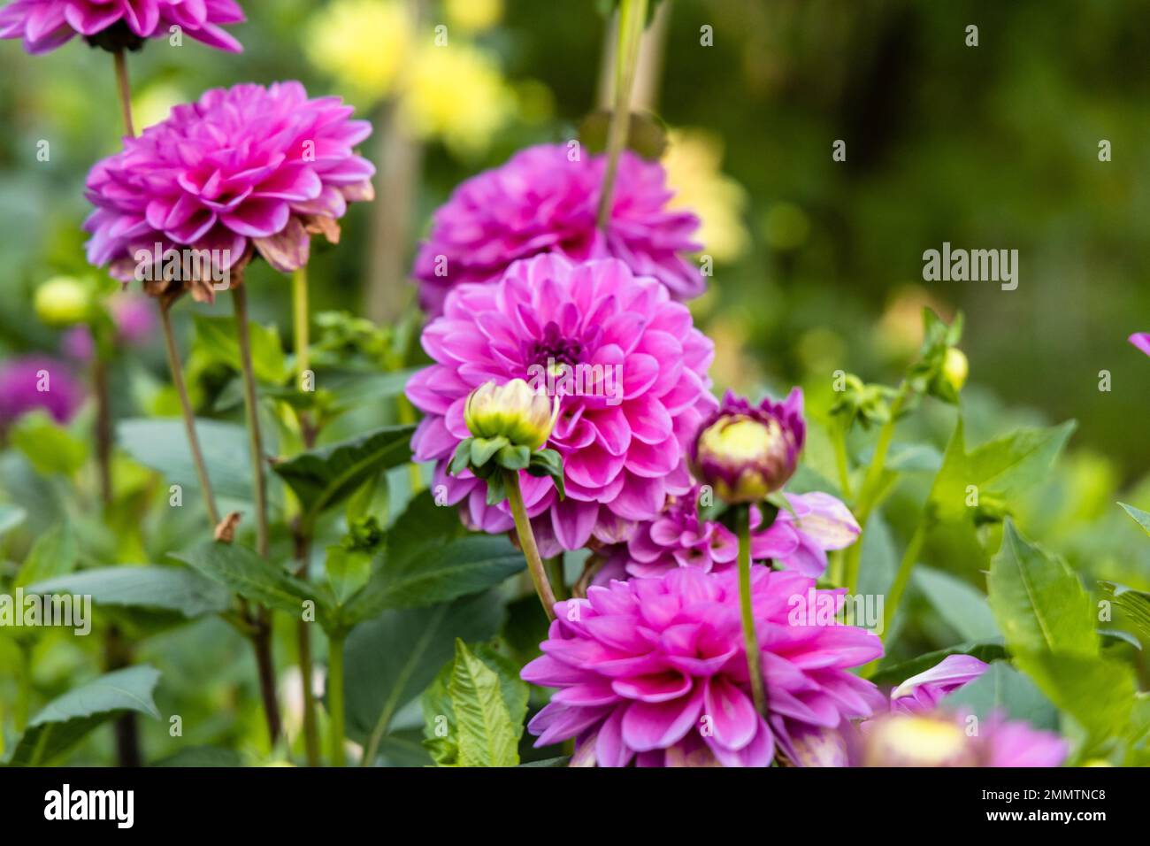 Blossom and bud of pink dahlia hi-res stock photography and images - Alamy