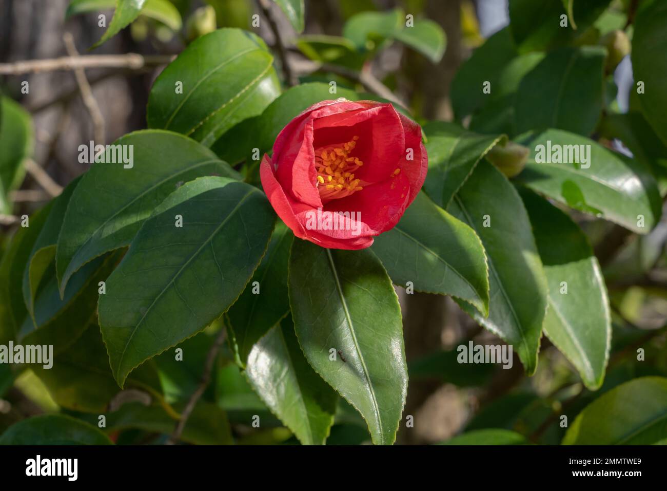 Closeup view of bright red pink flower of camellia japonica bush blooming on sunny winter day Stock Photo