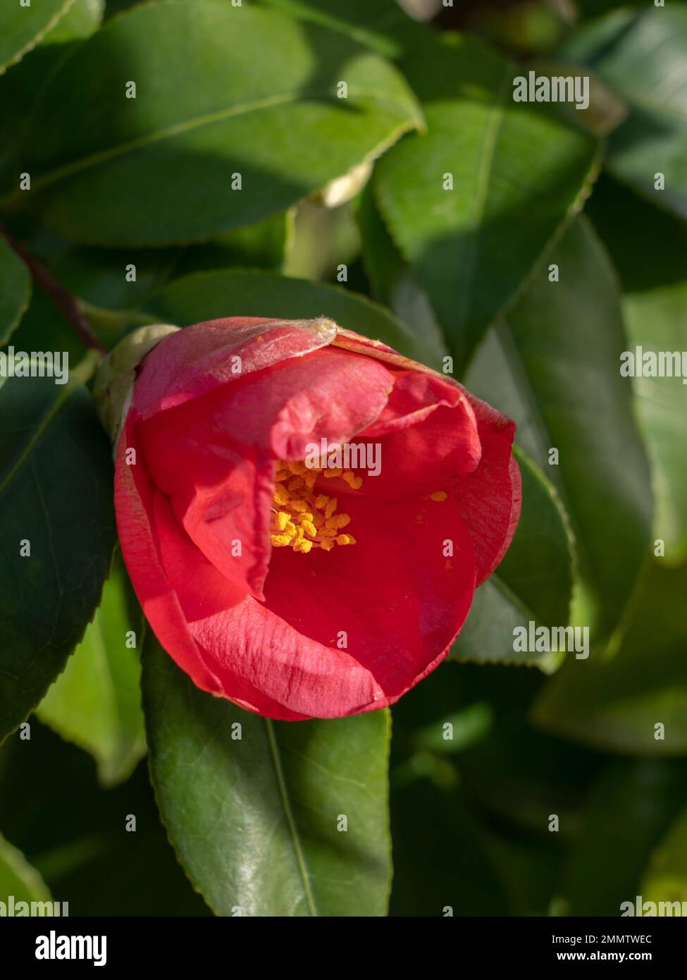 Closeup view of bright red pink flower of camellia japonica bush blooming in winter on foliage background Stock Photo